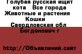 Голубая русская ищит кота - Все города Животные и растения » Кошки   . Свердловская обл.,Богданович г.